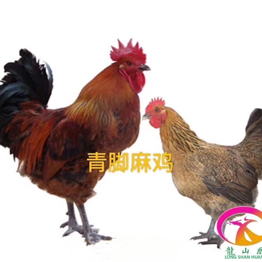 广州青脚麻鸡苗  优惠促销，1米1只，包打疫苗