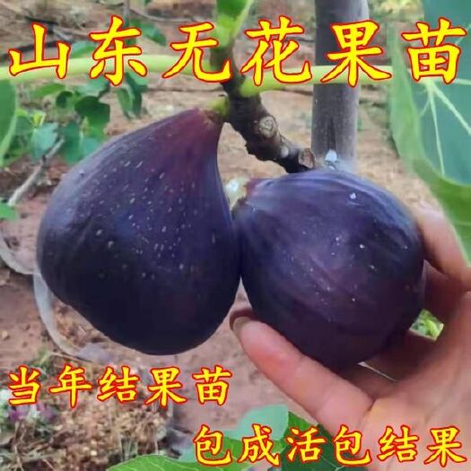 平邑县波姬红无花果苗  特大树苗波姬红当年结果新鲜苗树 三包服务 规格齐全 优质品种