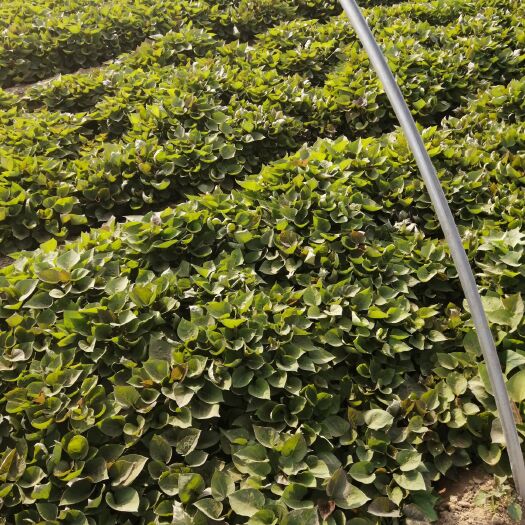 夏津县西瓜红红薯苗 大量供应各种优质薯苗，基地直供价格便宜保质保量！
