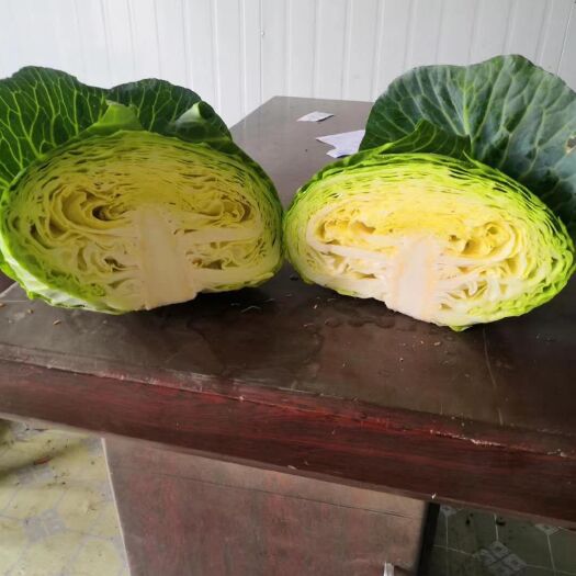 什邡市莲花白包菜 平顶莲花白