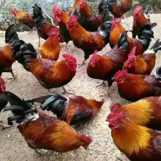 南宁青脚麻鸡苗 青脚麻苗