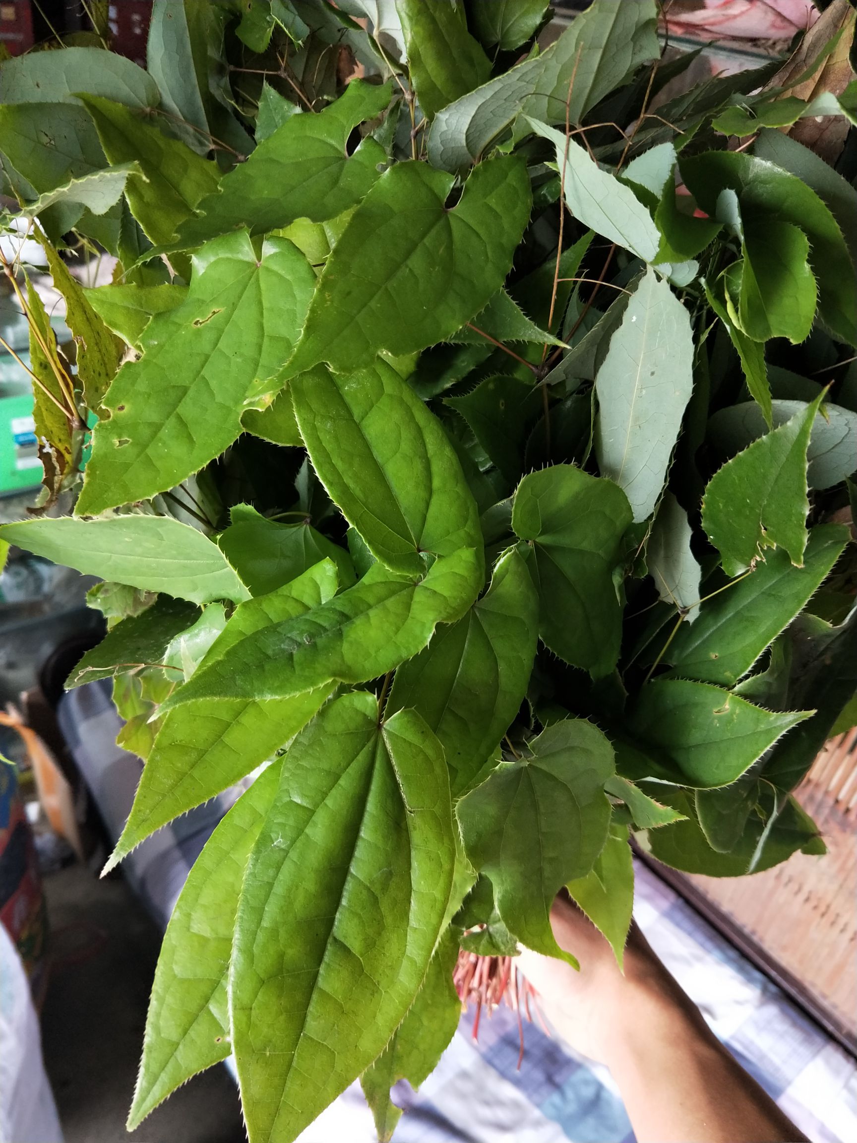 箭叶淫羊藿  淫阳霍贵州。，干货