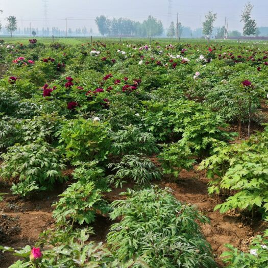 菏泽观赏牡丹 0.5米以下 2cm以下 4cm以下