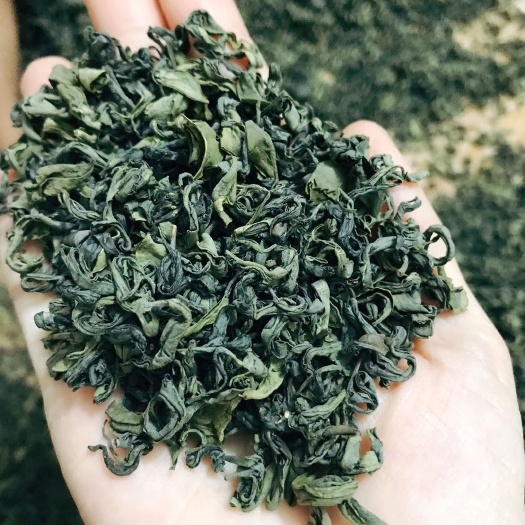 博罗县柏塘山茶