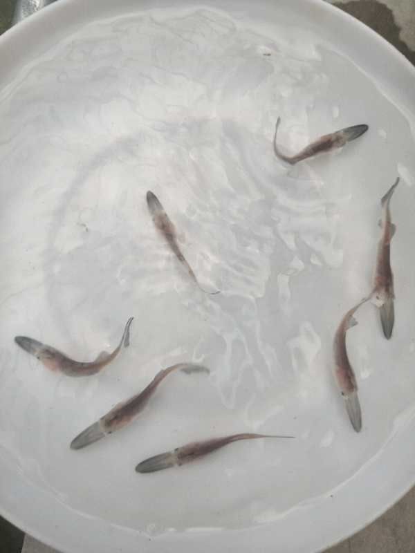 麣 Ѽ磬룡