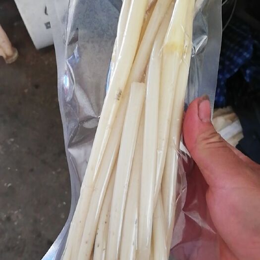 洪湖市藕带 10~20cm