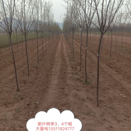鐵嶺縣紫葉稠李苗