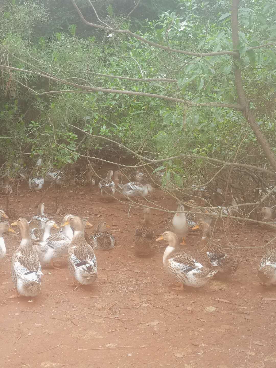麻鸭 黄麻全母