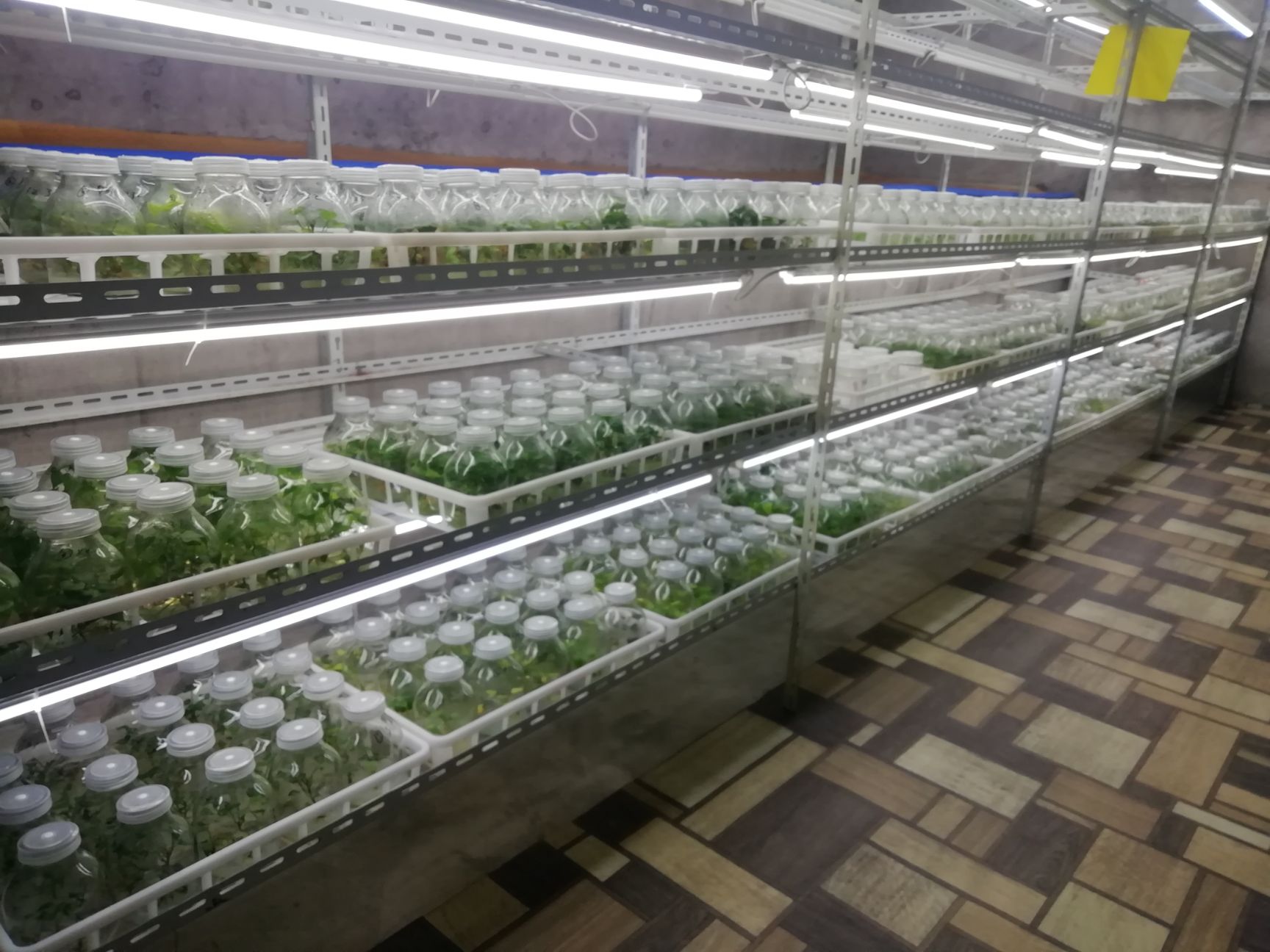 日本红东红薯苗  脱毒组培瓶苗