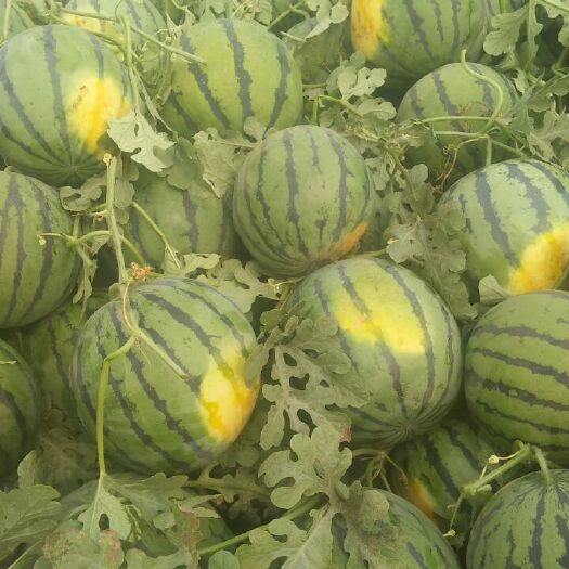 保定 沙地西瓜口感好