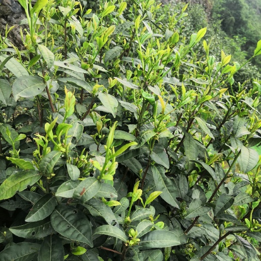 紫阳县野生绿茶 富硒茶