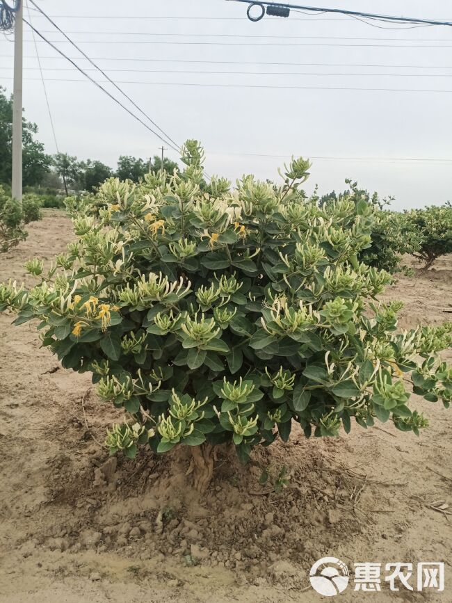 四季金银花苗 金银花老桩树形桩