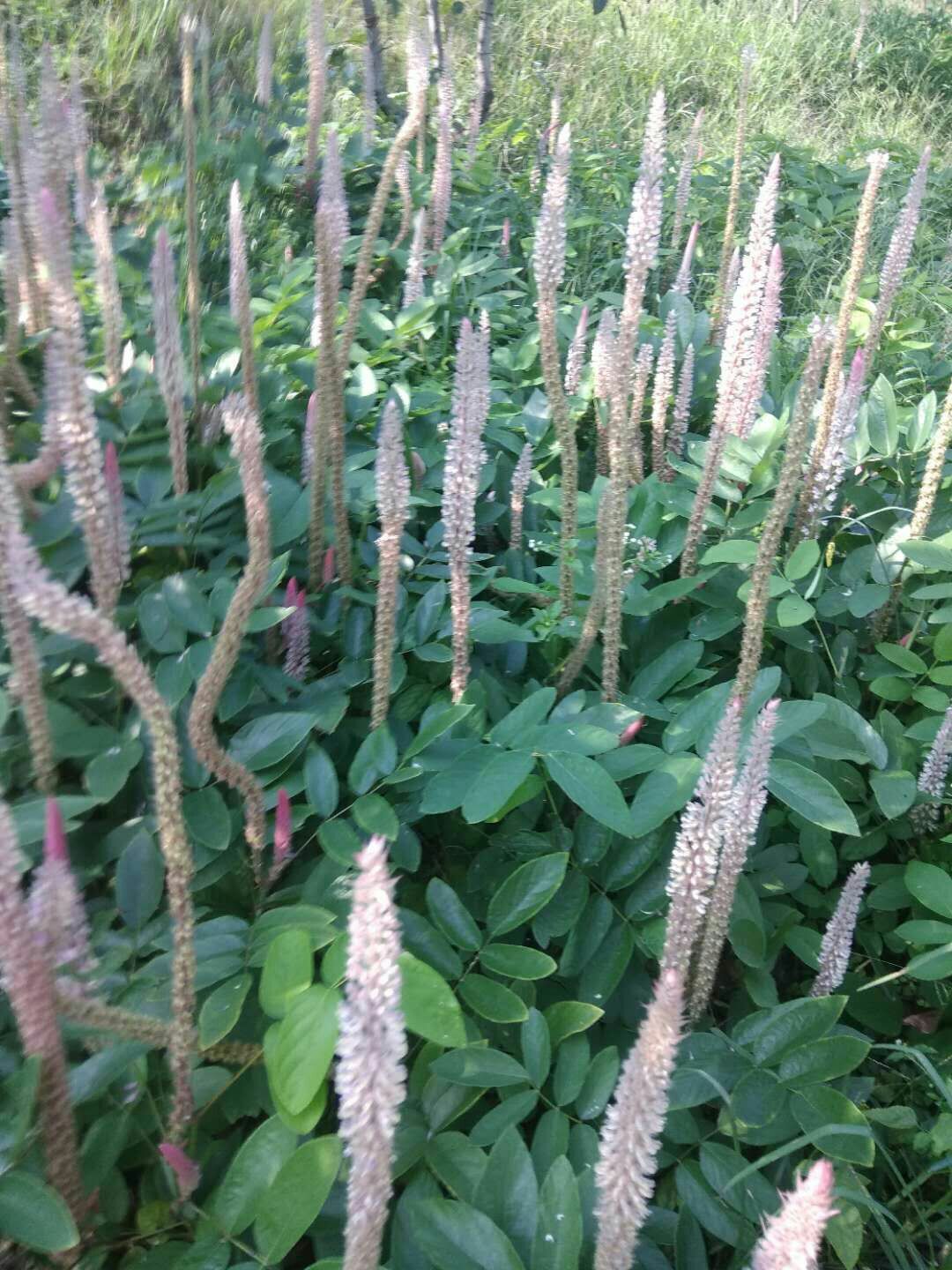 供种植石参根