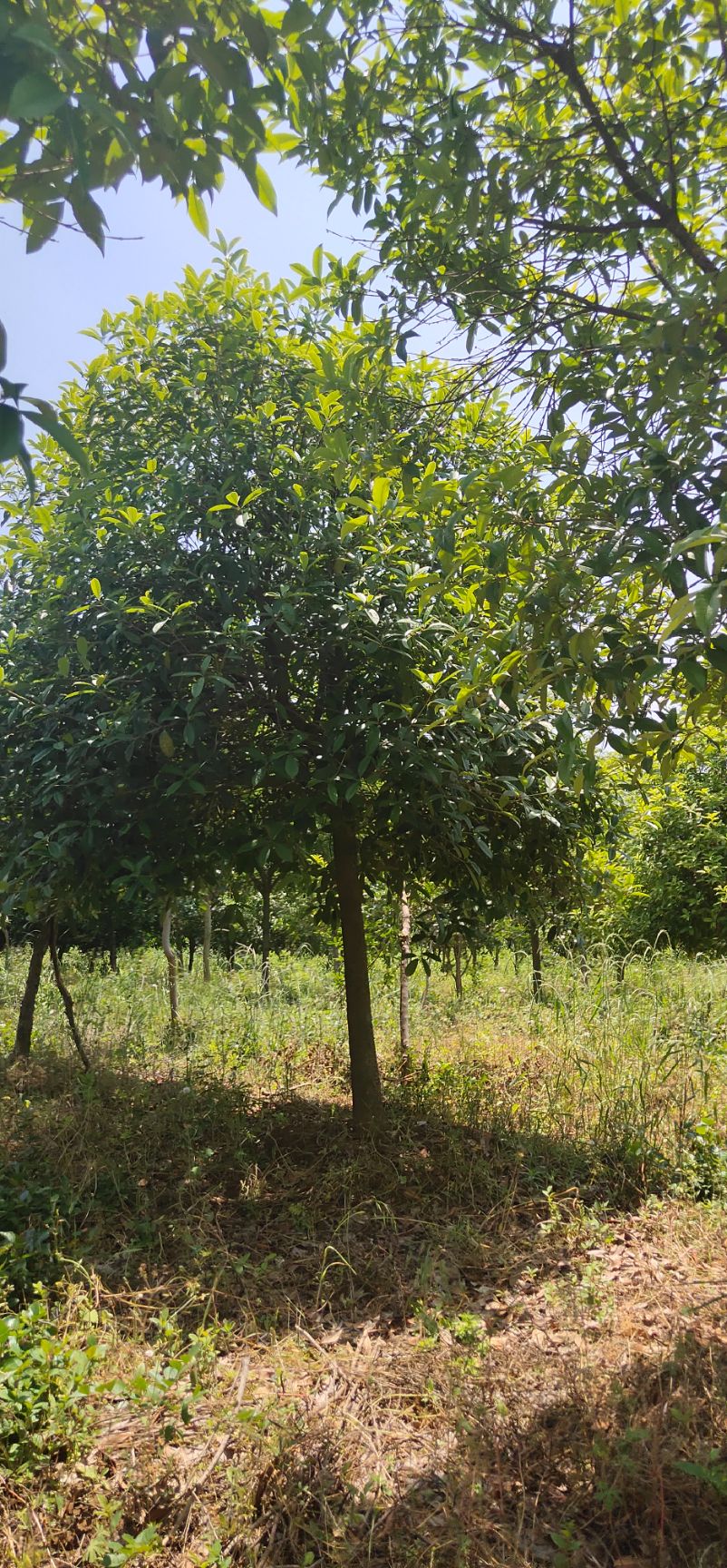 肥西县普通桂花树 大量供应高杆桂花8~12公分，联系沟通