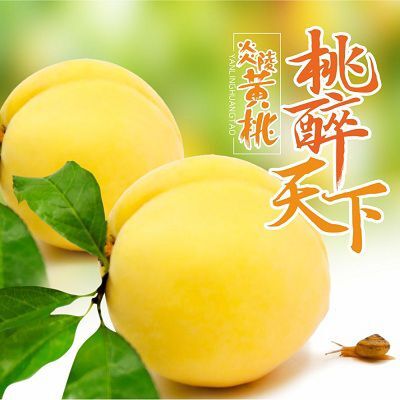 炎陵县炎陵黄桃  开园啦 高山果园现摘现发 精品炎陵锦绣黄桃 10斤装礼盒