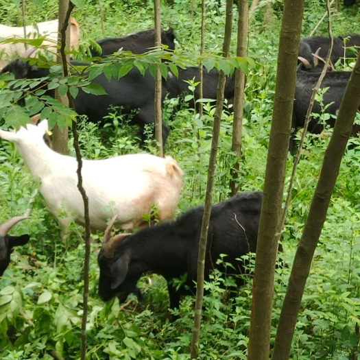 桃源县黑山羊肉 生态黑山羊