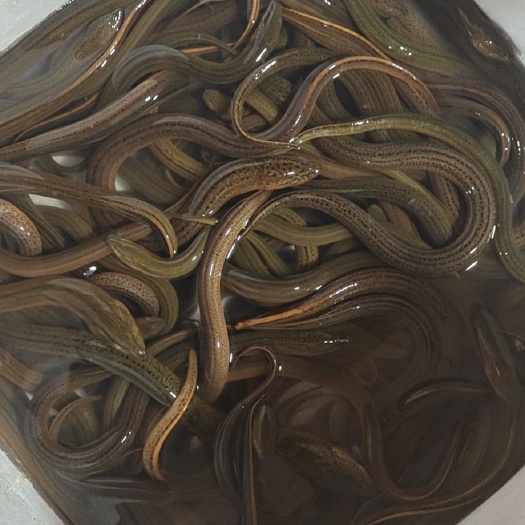 洪雅县 黄鳝批发