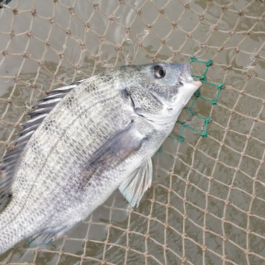 象山县海鲈鱼 各种规格海产品