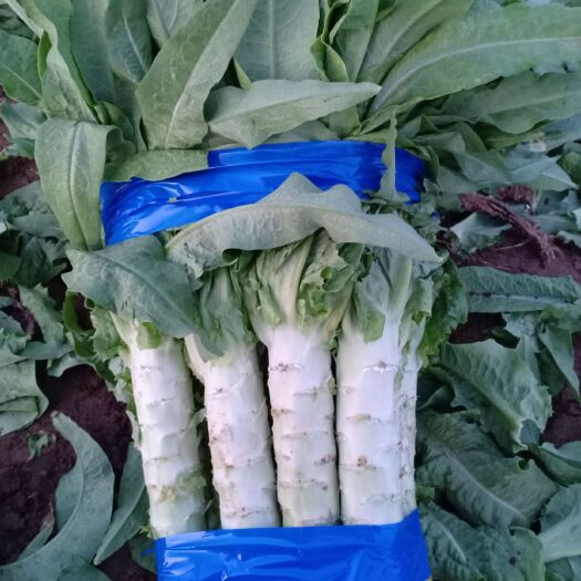 定州市青尖叶莴笋  莴笋质量好价格优！