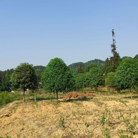 湄潭县 桂花树