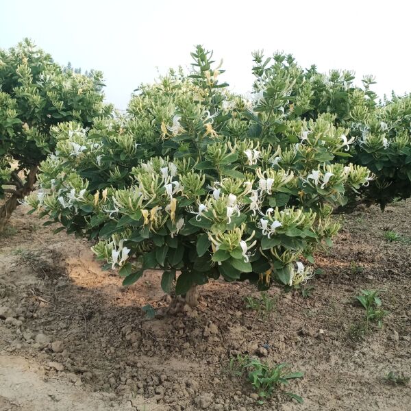 四季金银花苗 金银花老桩树形桩