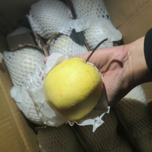 筠连县 河北雪花梨