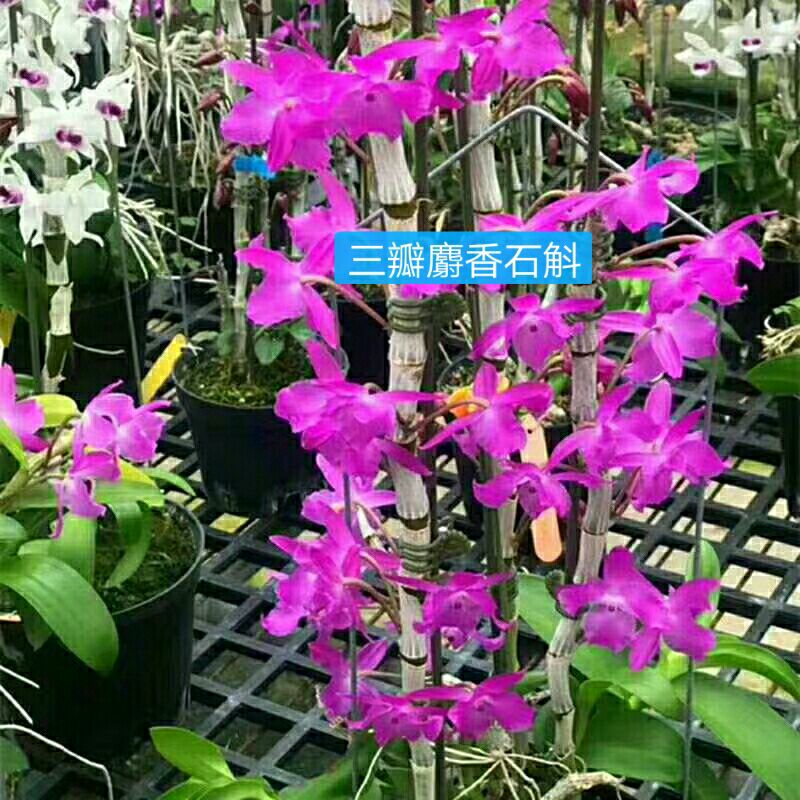 三瓣红花石斛
