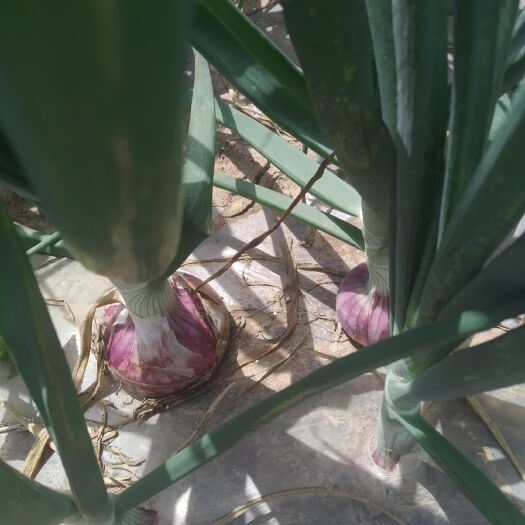 嘉祥县二红洋葱 混装通货