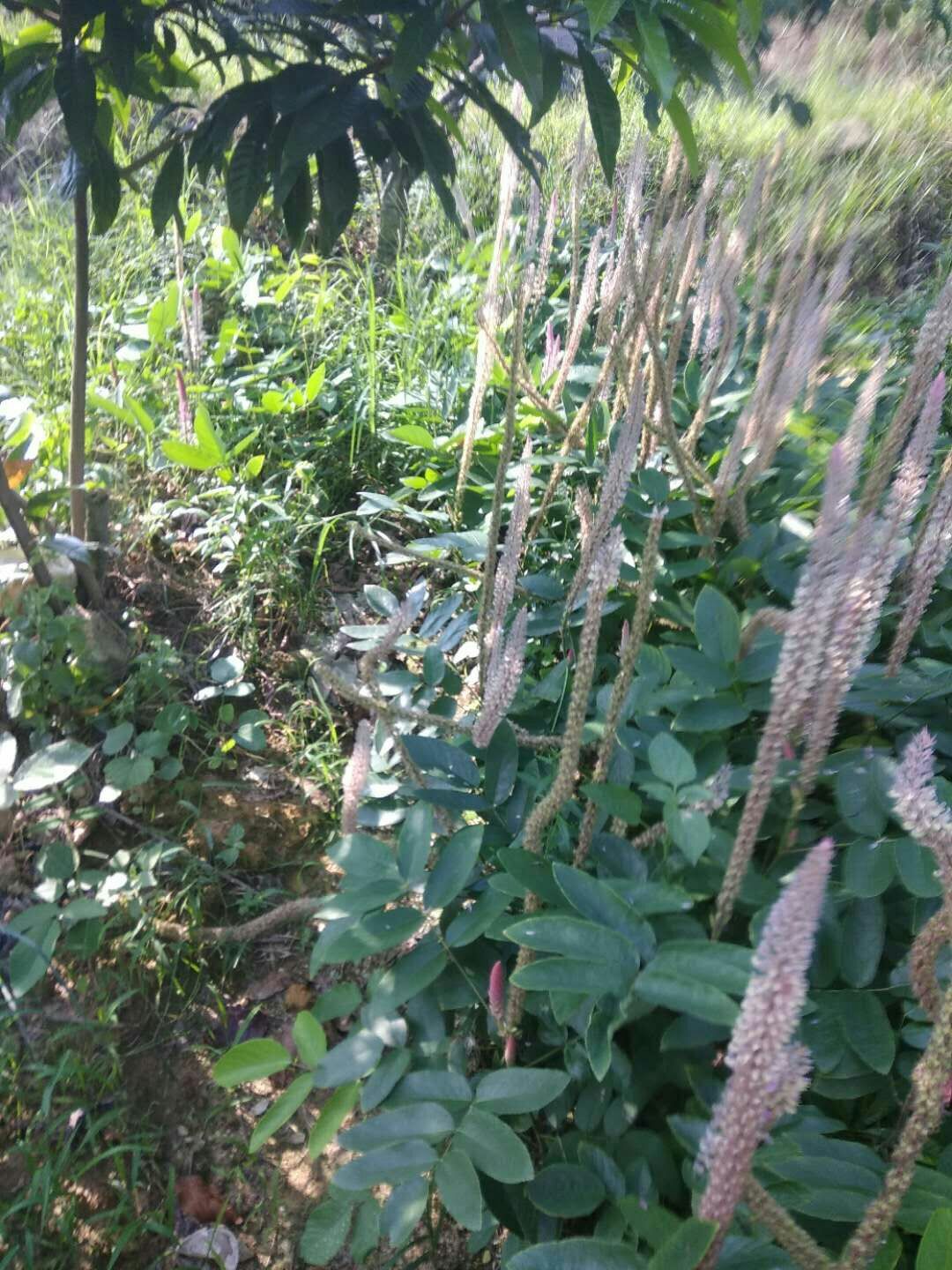 供种植石参根