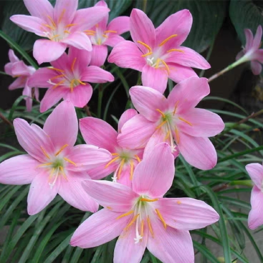 宿迁 葱兰韭菜兰风雨兰花苗植物盆栽种球花卉室内庭院阳台韭莲花苗石蒜
