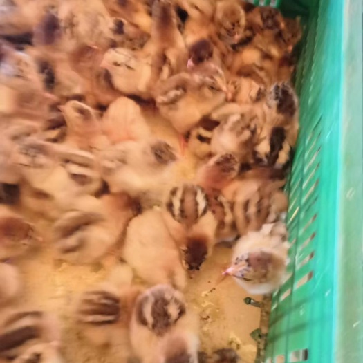 南宁 良凤花鸡苗