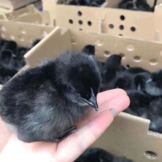 贵阳 五黑绿壳蛋鸡苗