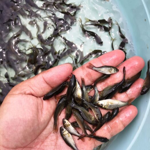 中山市 鲤鱼苗，健鲤鱼苗，文庆鲤鱼苗，裸鲤鱼苗