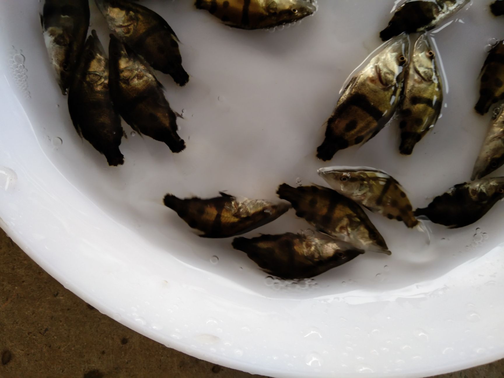 洪湖本地土塘养殖桂鱼苗，(鳜鱼苗)(桂花鱼苗)鱼苗适应性强！