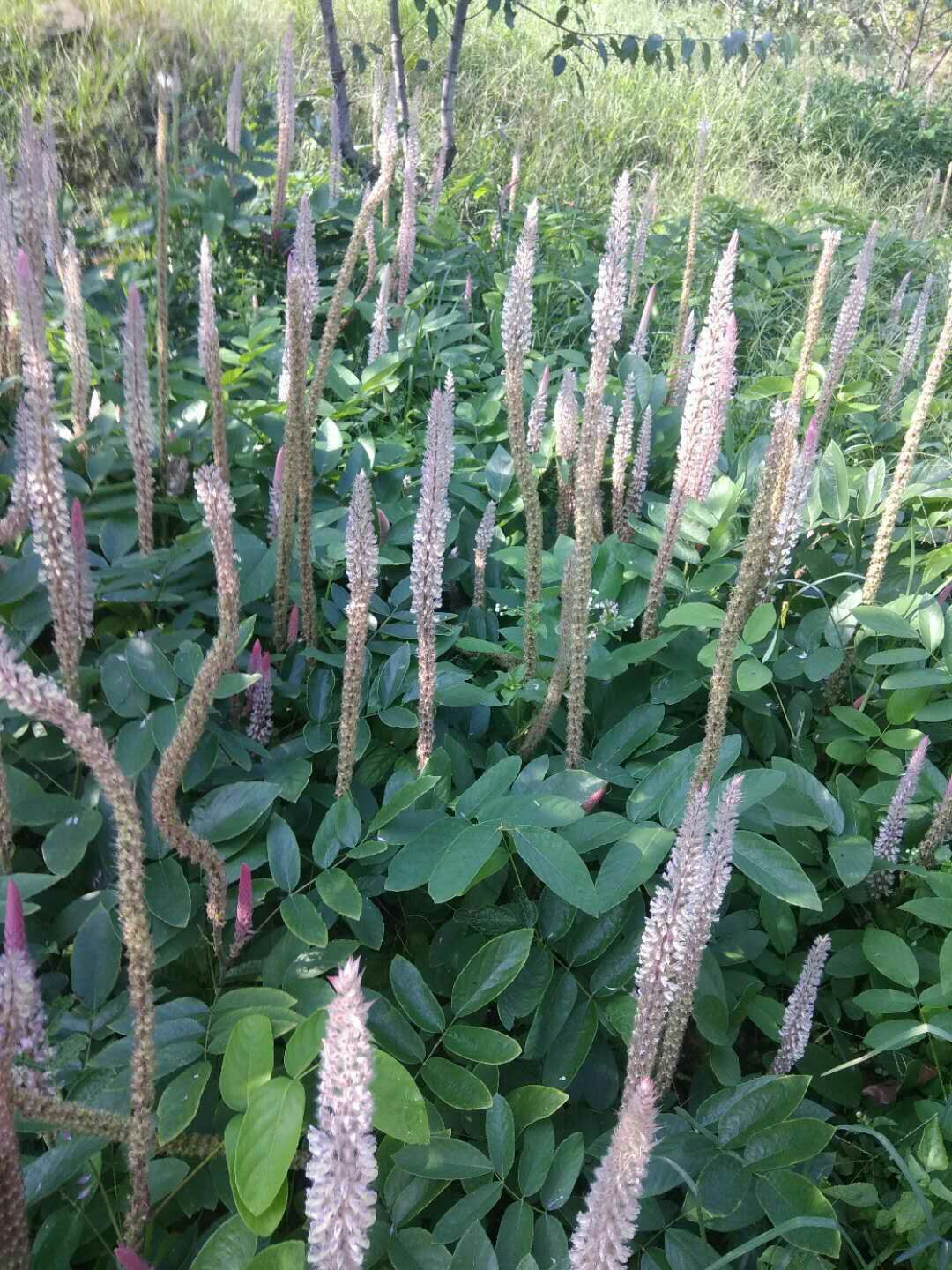 供种植石参根