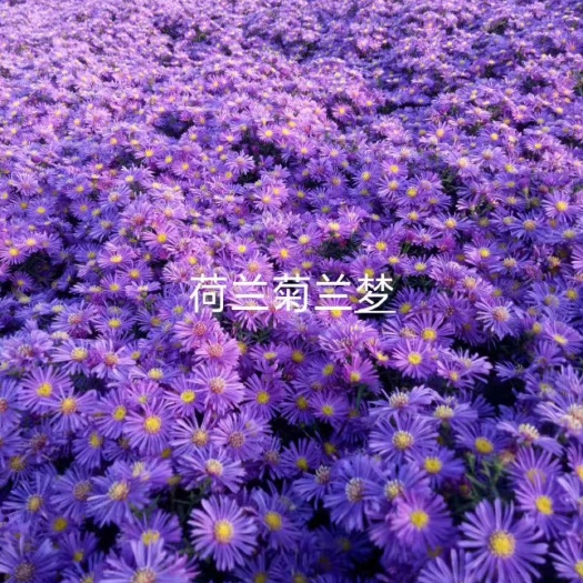 临洮县荷兰菊苗  荷兰菊欢迎进店选购