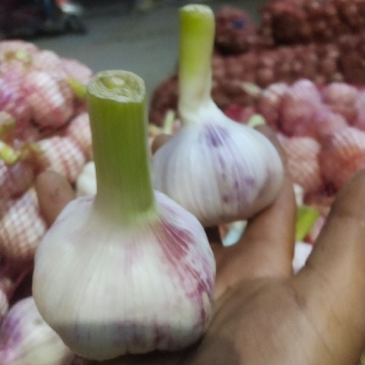 柘城县红皮蒜  精品大蒜大量供应，货源充足，产地直供，代发全国
