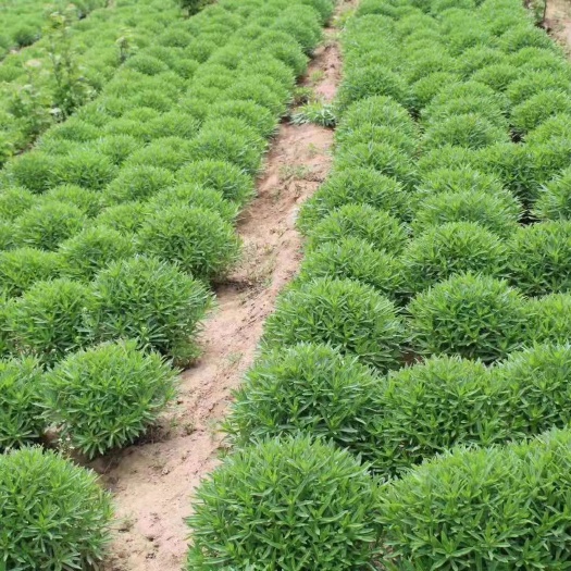 泰安救心菜 种植高钙菜包回收