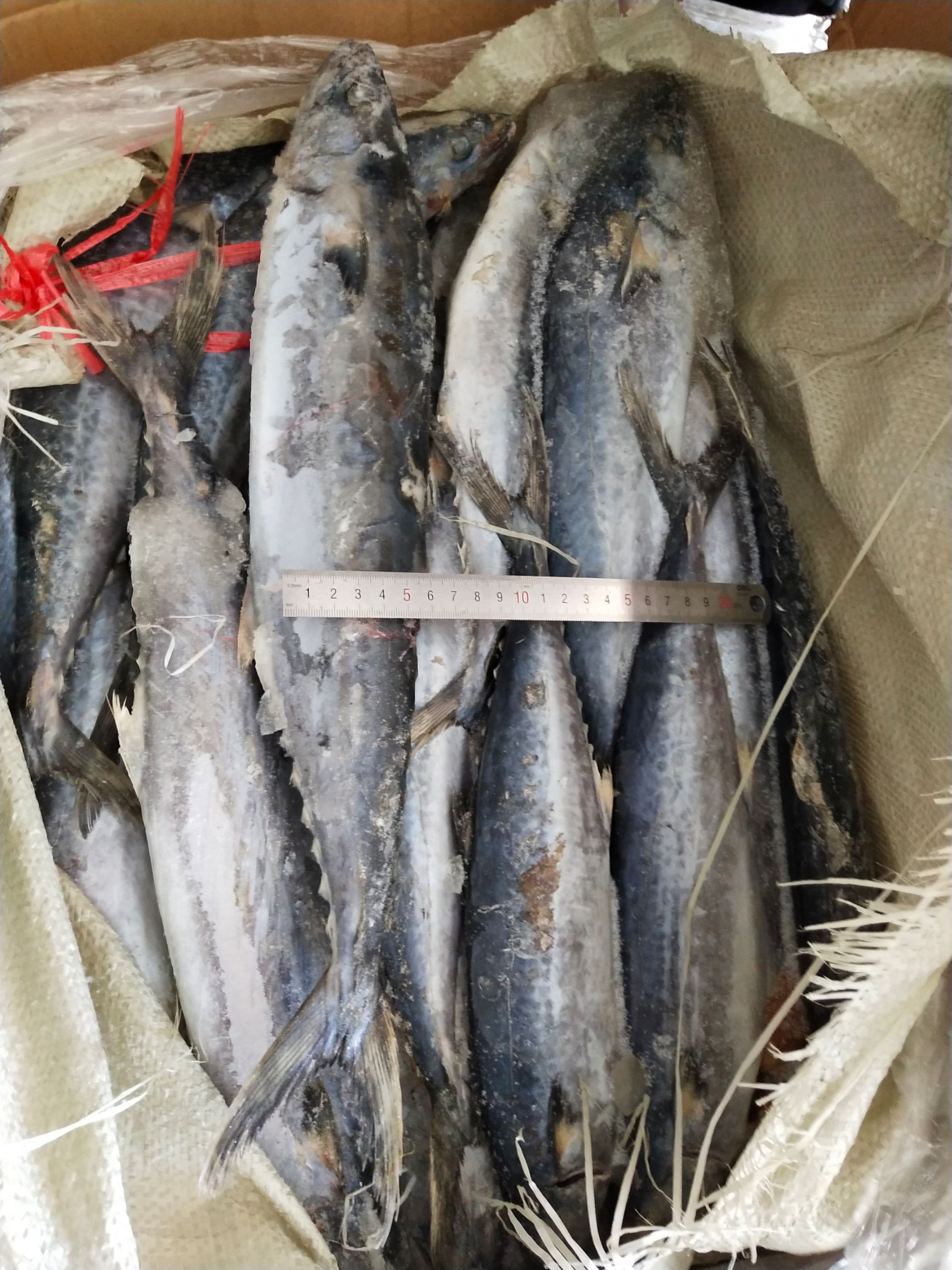 马鲛鱼  马鲛鲅鱼燕鲅6－8－1－1.5  500－70