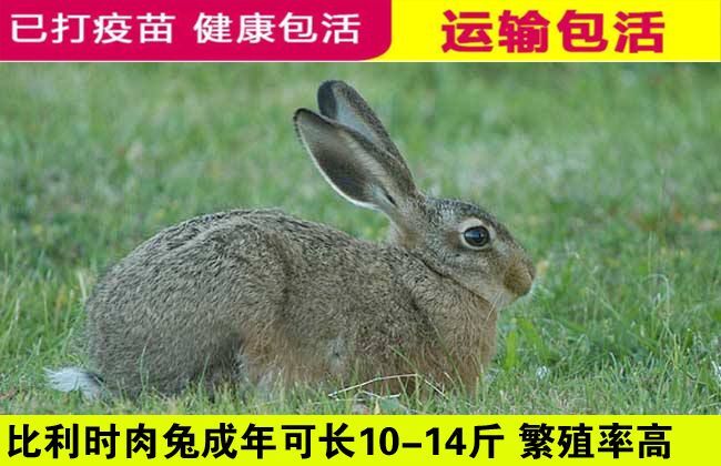 郓城县肉兔 购买种兔免费培训技术，签订回收合同，专车送货上门