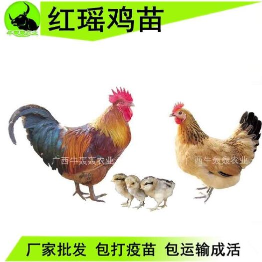 南宁 广西正宗红瑶鸡苗出售品种优良成活率高