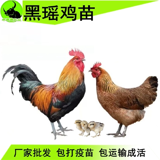 南宁 广西纯种黑瑶鸡苗出售成活率高包邮