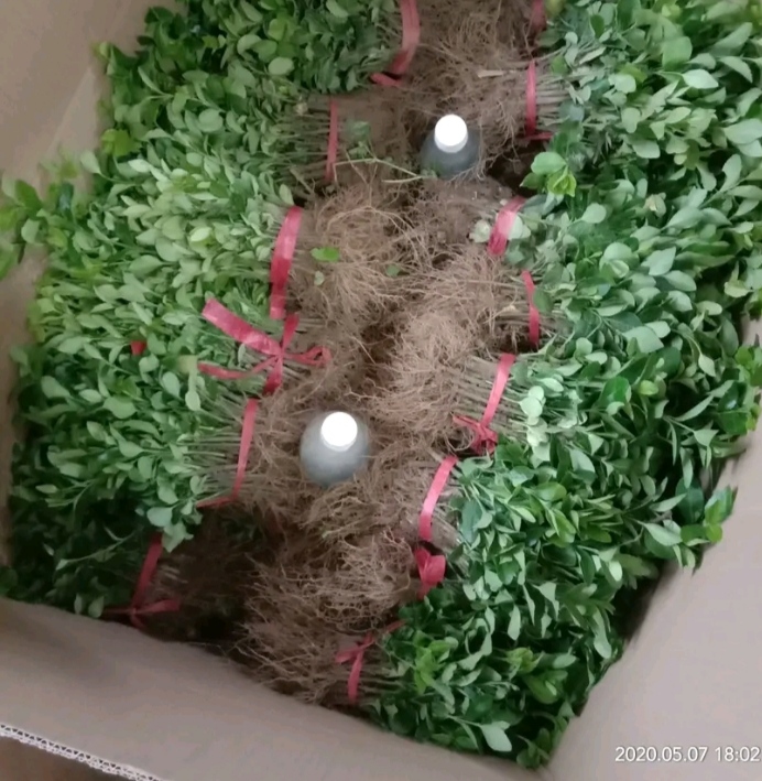 卫矛苗，卫矛床苗，卫矛球，卫矛根系发达，成活率高，量大优惠