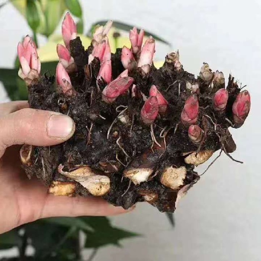 沭阳县 买5送1芍药花苗花根块盆栽花卉带芽重瓣多年生四季开花庭院绿植