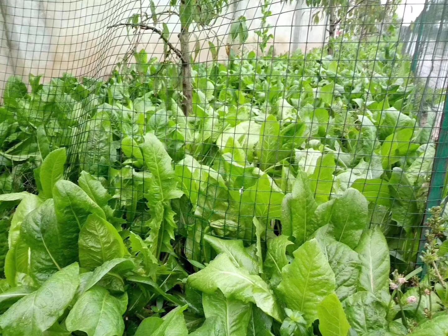 菊苣种子 菊苣多年生播种时间不受限制，抗旱耐寒耐盐碱