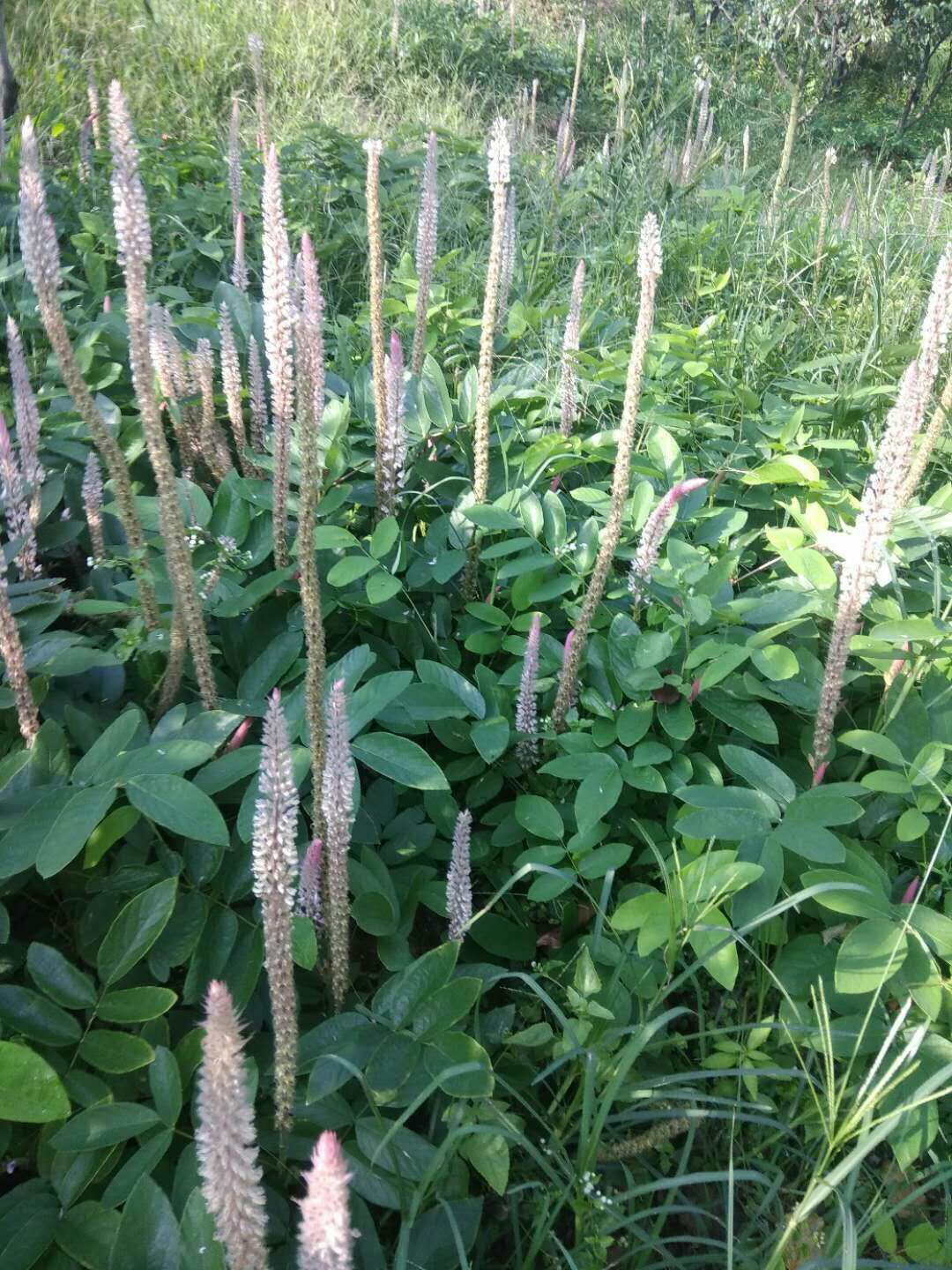 供种植石参根