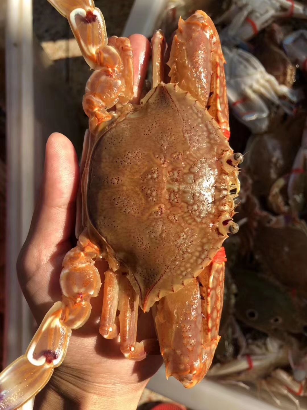 东山县赤甲红蟹 本地海域大船捕捞的肉蟹，鲜活味美，量大优惠