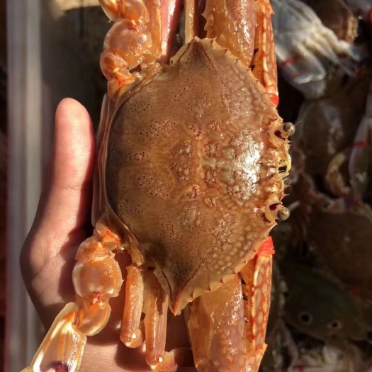 东山县赤甲红蟹 本地海域大船捕捞的肉蟹，鲜活味美，量大优惠