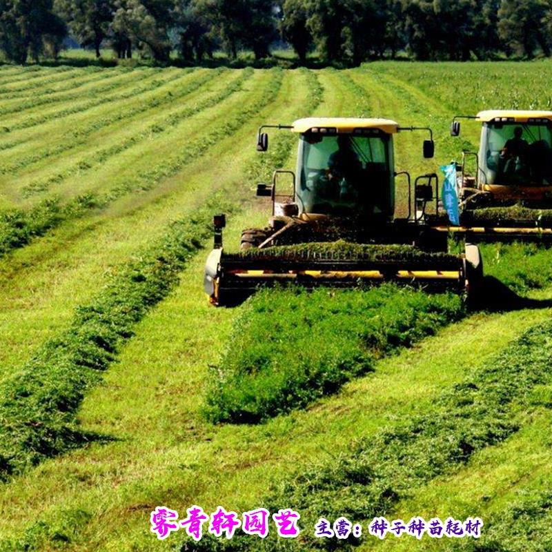 沭阳县苜蓿草种子 牧草种子 优质紫花苜蓿种子全场包邮