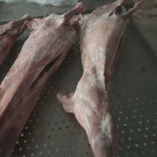 定州市 精品烤全羊，价格美丽，保质保量，欢迎全国各地老板来电订购。